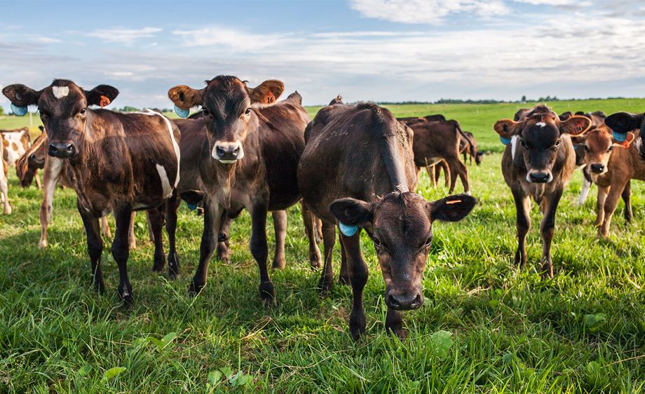 Emerald Dairies Missouri