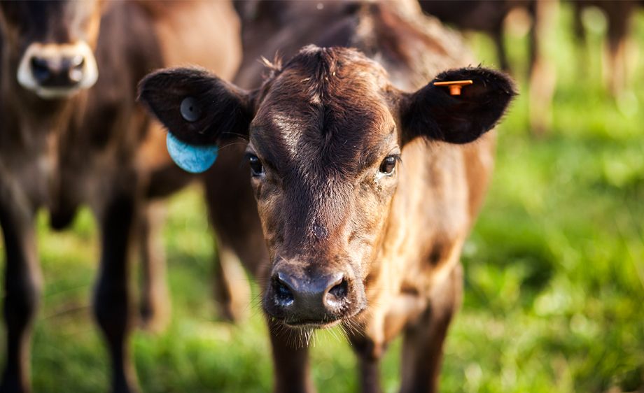 Emerald Dairies Missouri