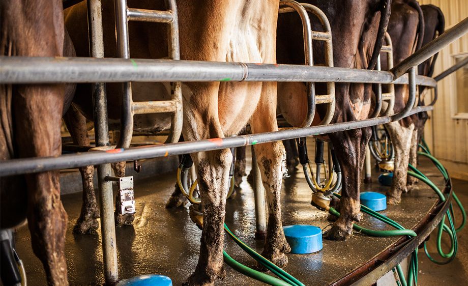 Milking cattle Focal Farm Nevada,Missouri