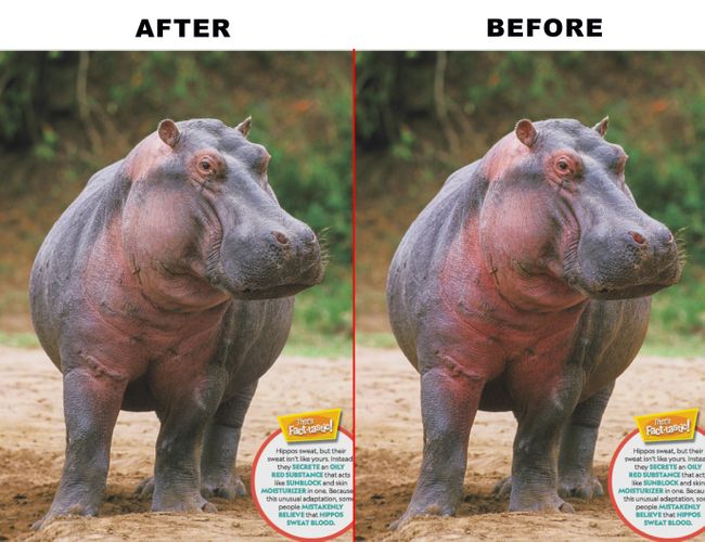 HIPPO.jpg