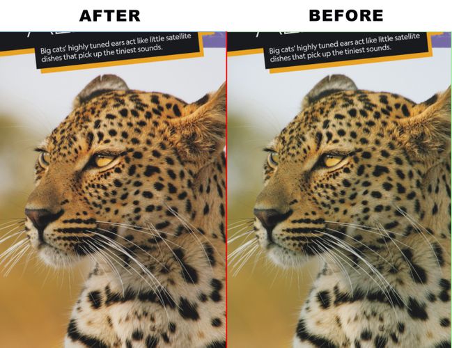 CHEETAH.jpg