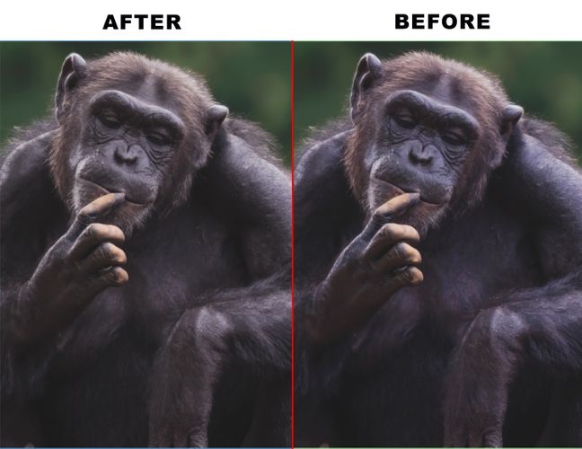 chimp.jpg