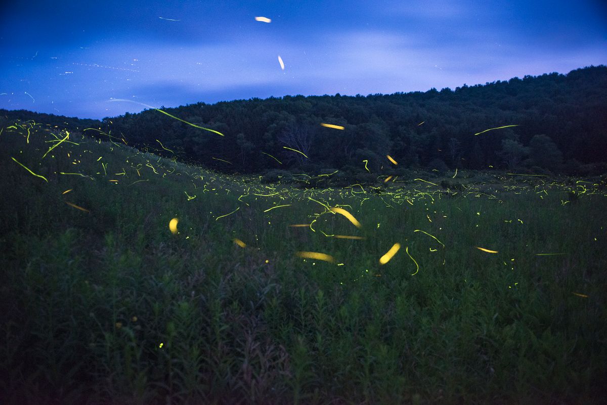 Fireflies 2.jpg