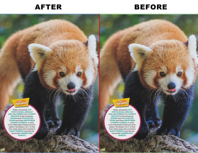 RED PANDA.jpg