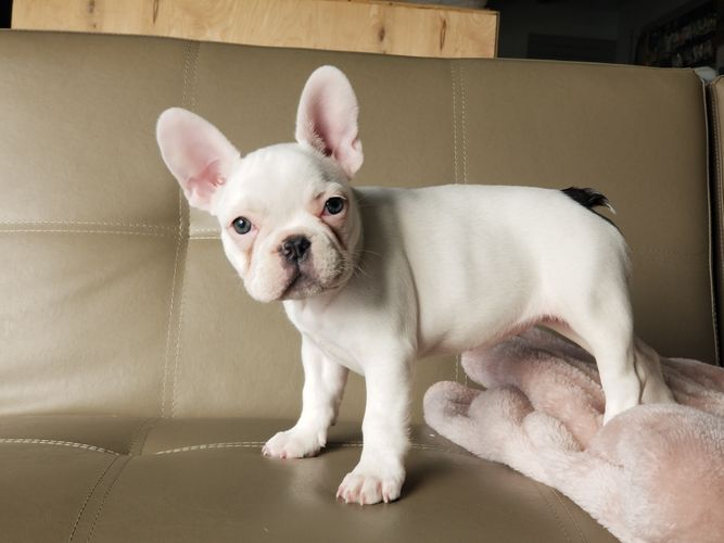 Past Puppy Gallery - Magnum French Bulldogs