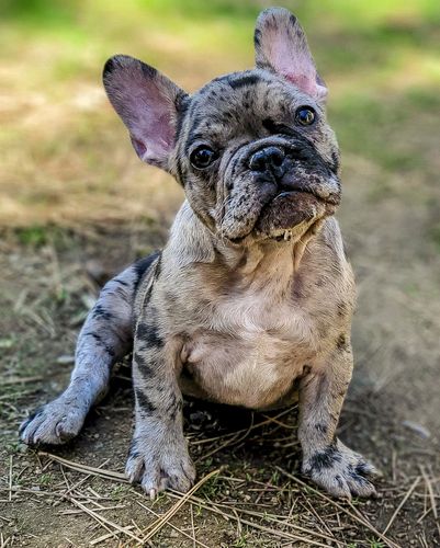 Magnum French Bulldogs - Magnum French Bulldogs