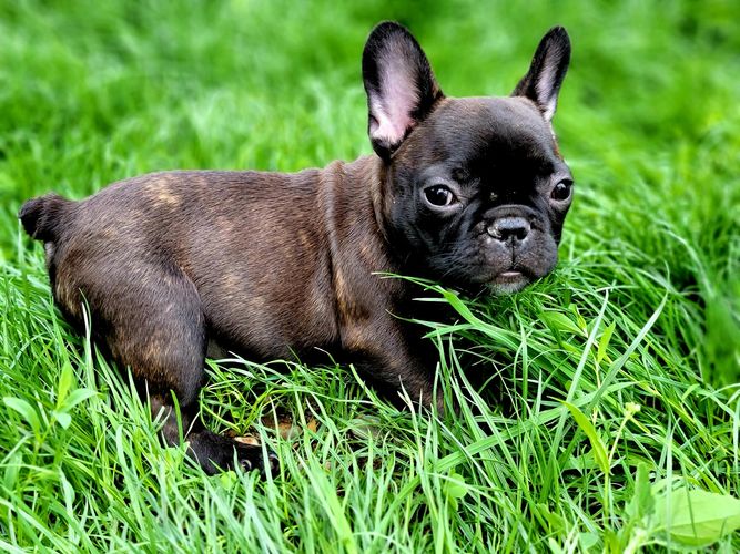 Magnum French Bulldogs - Magnum French Bulldogs