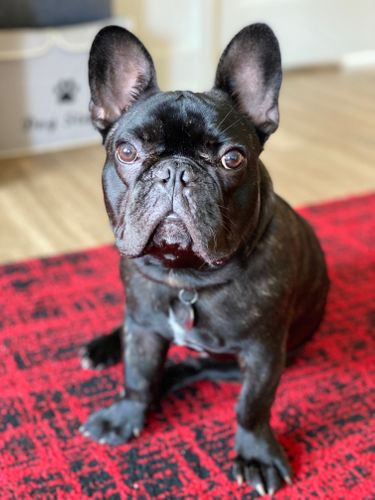 Past Puppy Gallery - Magnum French Bulldogs