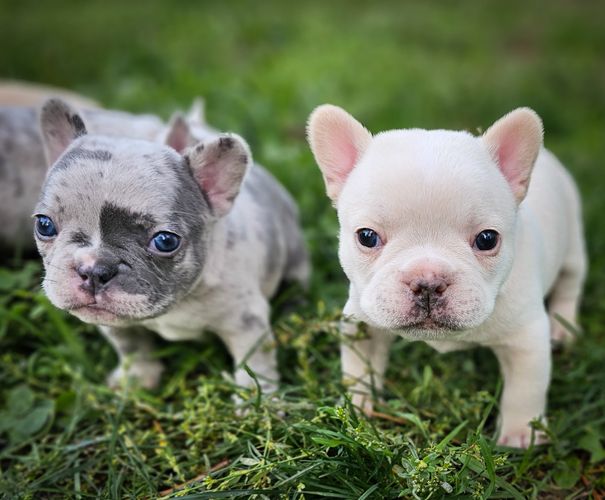 Frenchie love