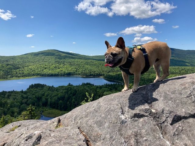Rosie