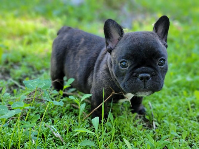 Past Puppy Gallery - Magnum French Bulldogs