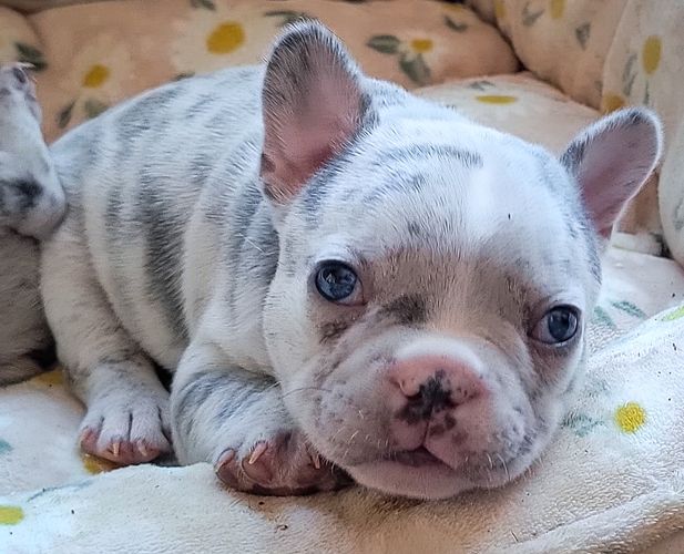 Merle Male #1
