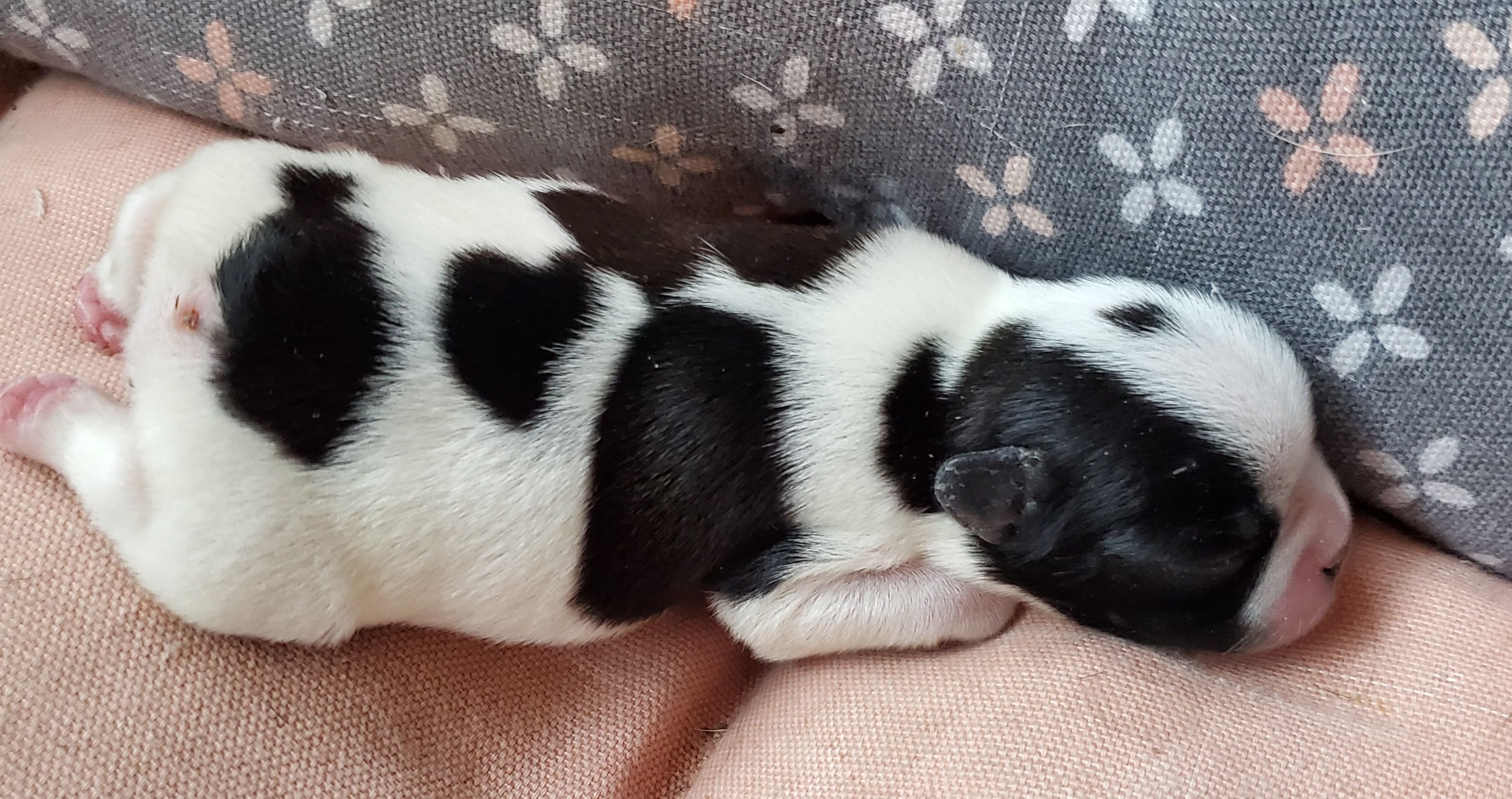 Dotty