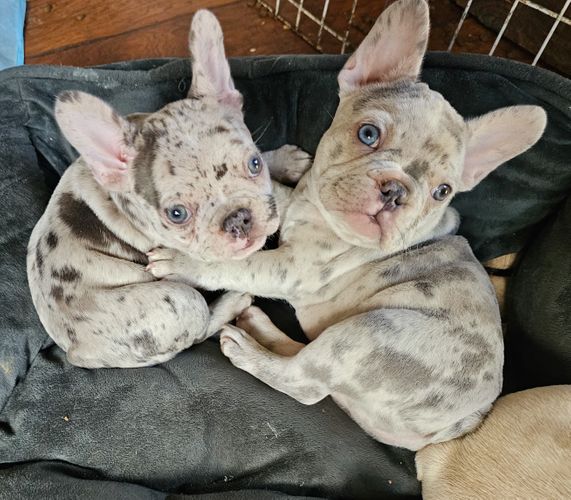 Cute & Cuddly