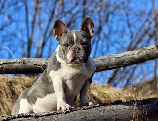 blue pied french bulldogs