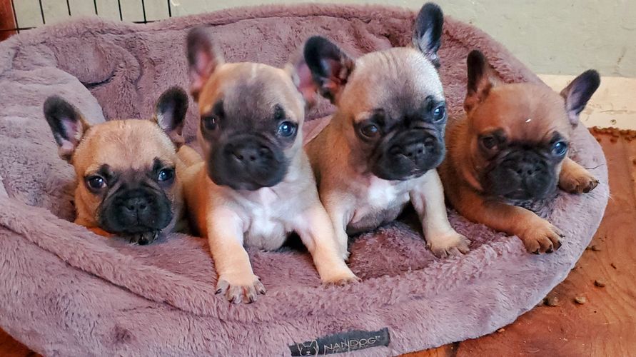 Riddick & Joy puppies