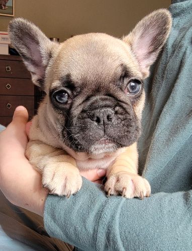Past Puppy Gallery - Magnum French Bulldogs