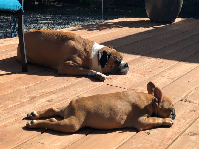 Obie at his new home