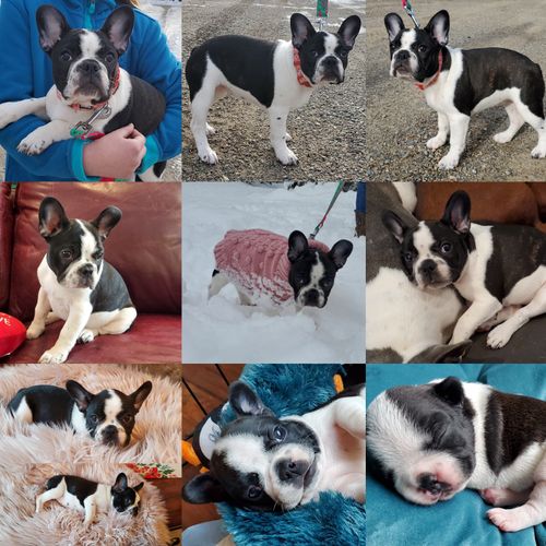 Past puppy of Magnolia