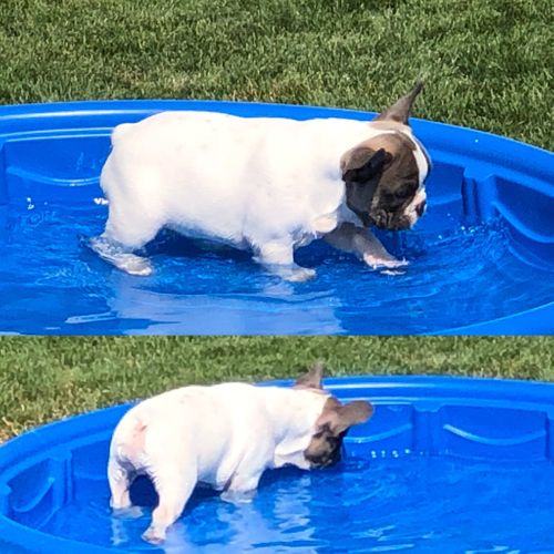 Hank enjoying the pool at his new home
