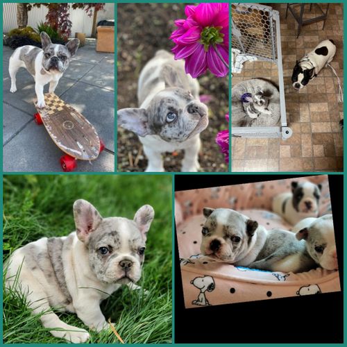 Oolong as a tiny puppy and today Collage