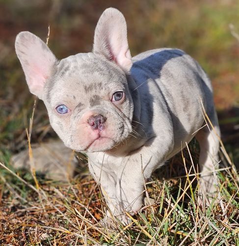 Magnum French Bulldogs - Magnum French Bulldogs