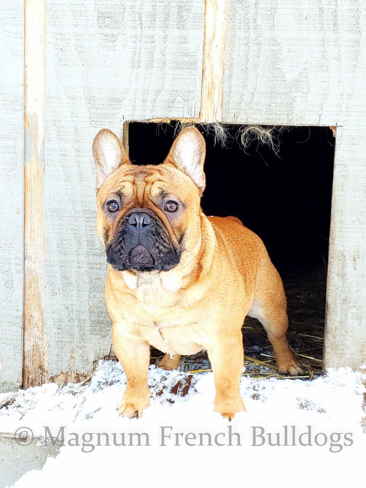 Riddick playing outside. RIDDICK