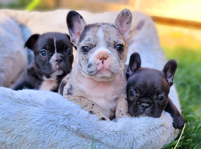 Magnum French Bulldogs - Magnum French Bulldogs