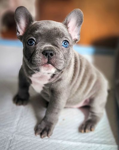 Magnum French Bulldogs - Magnum French Bulldogs