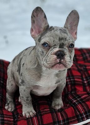 13 fashion week old french bulldog