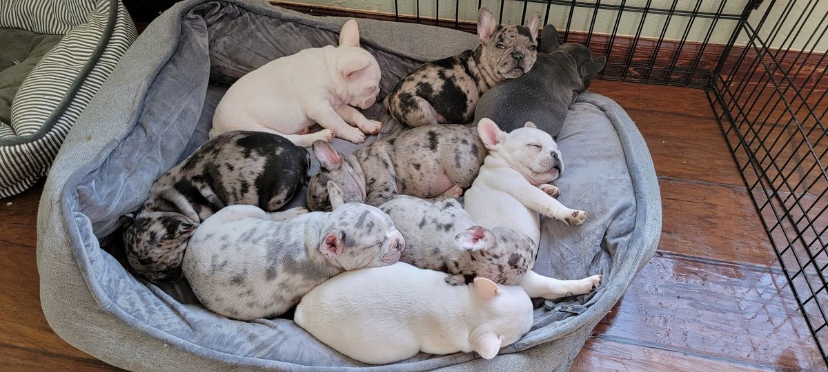 Puppy pile 