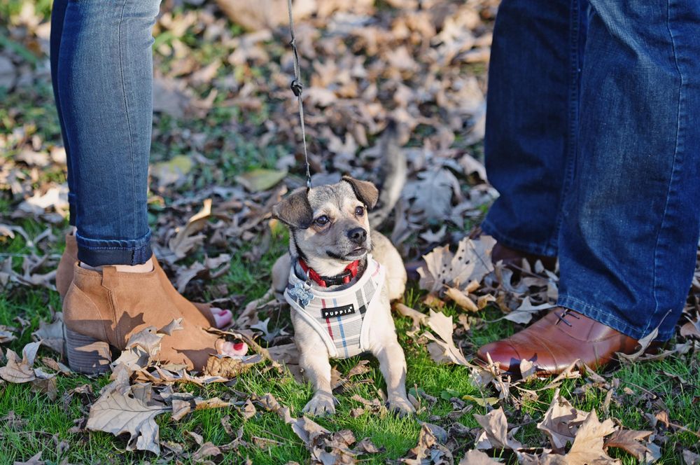 Engagement photos, Chicago photographer (1).jpg