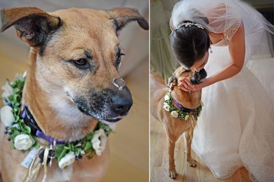 Chicago Bride and Flower dog