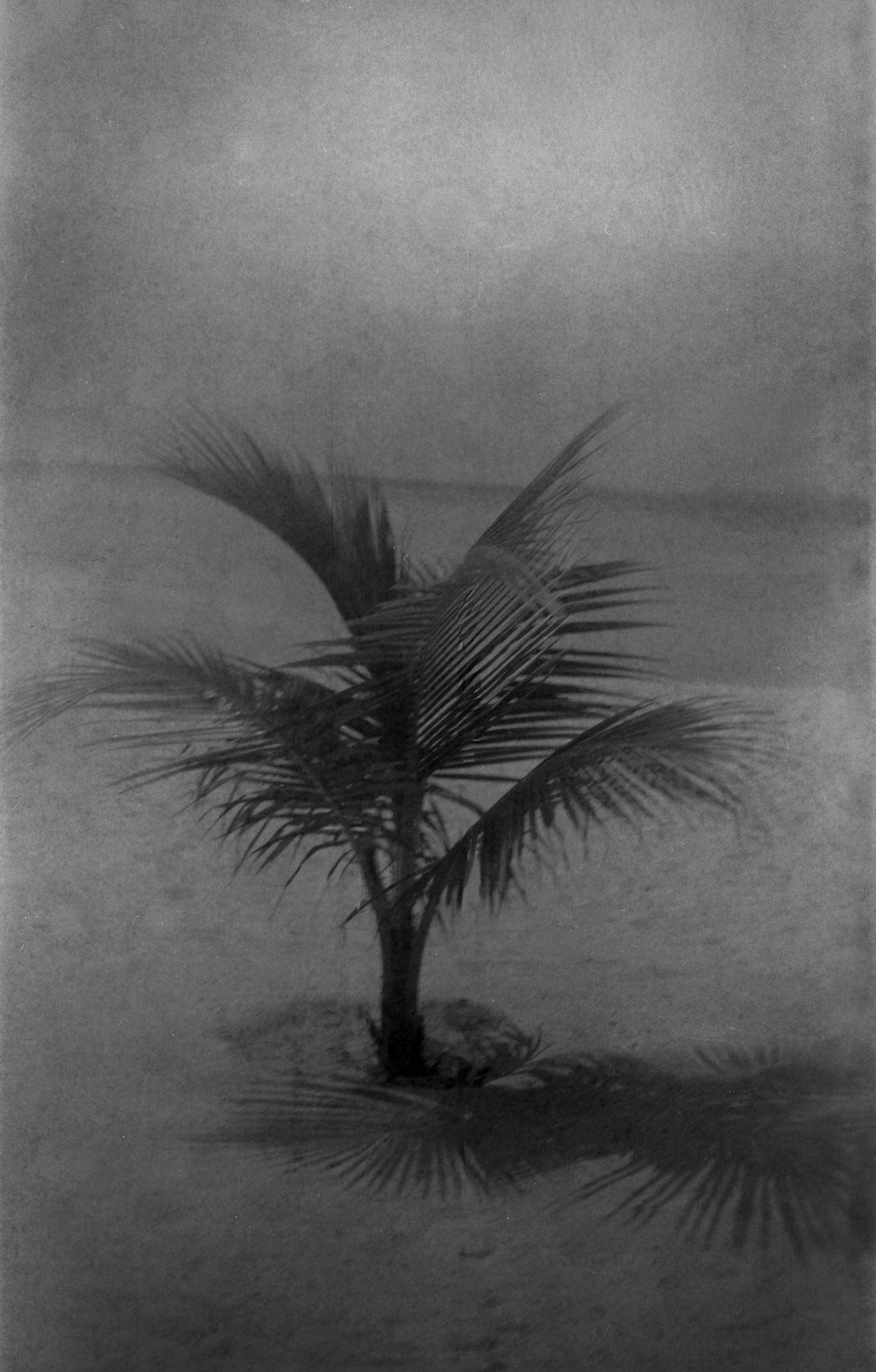 BROWNIE SOLO TREE.jpg