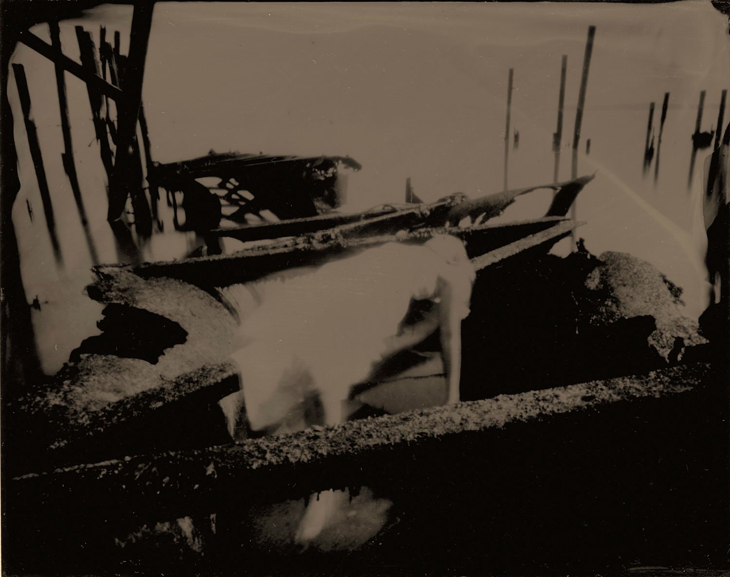 Wet Plate Collodion Kimberly Mowbray