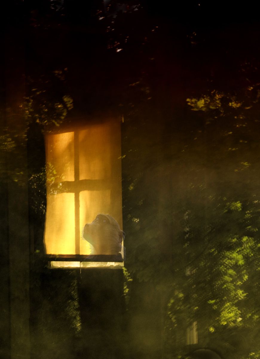 1baboon_in_window.jpg
