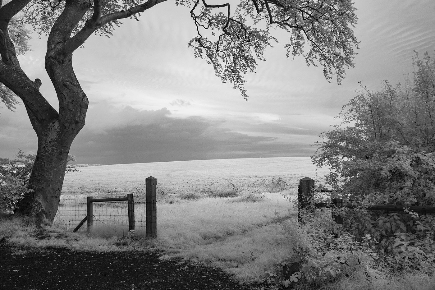 untitled-2 copy.jpg