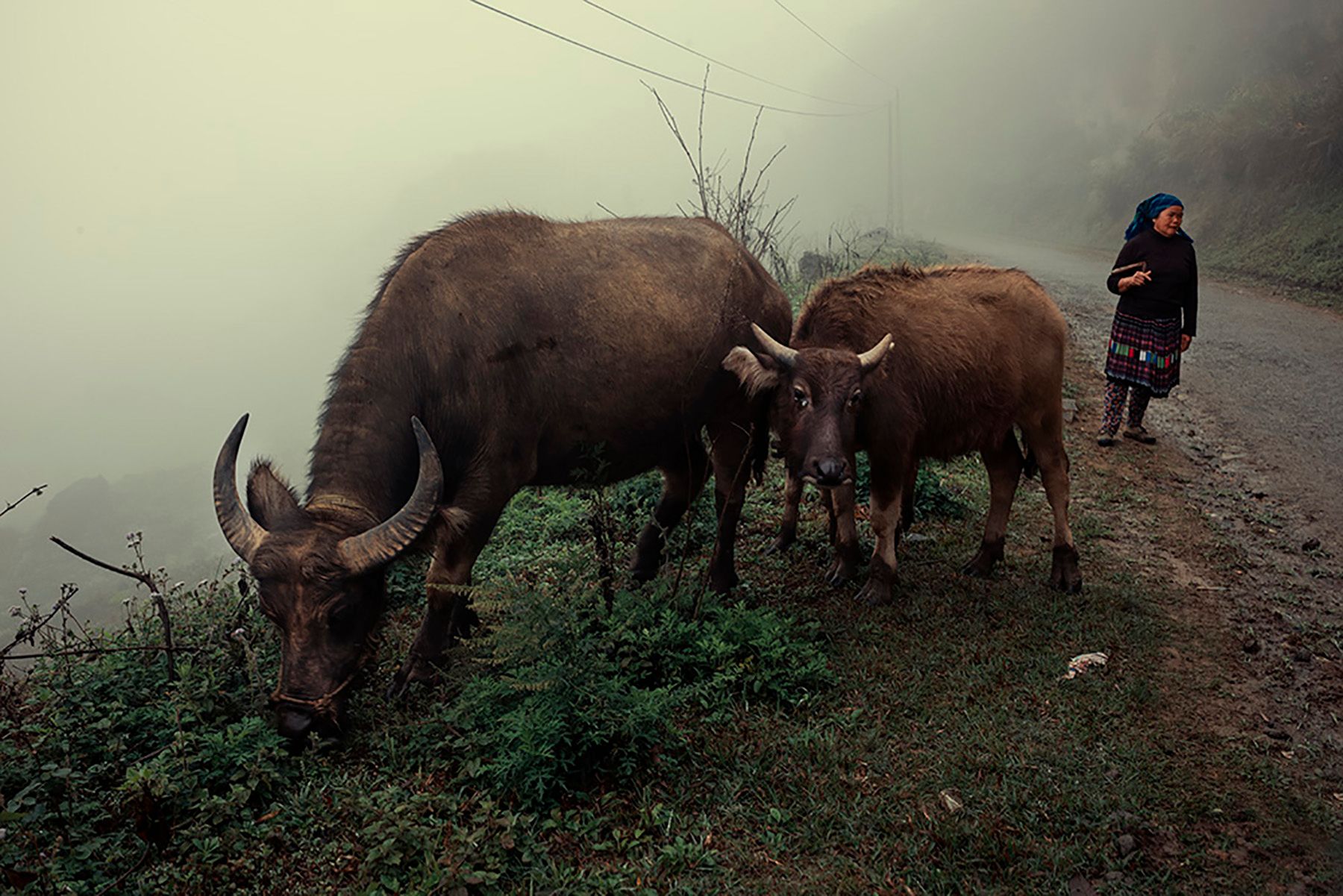 Walking my Buffalo.jpg
