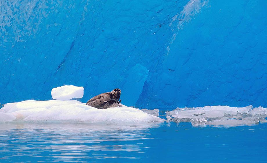 Seals, Harbor, ice