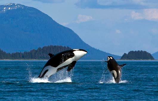 KILLER WHALES 4