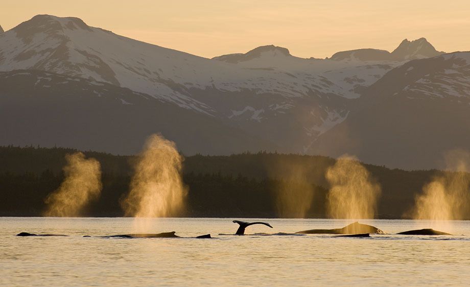 Humpback Whales, Alaska, John Hyde