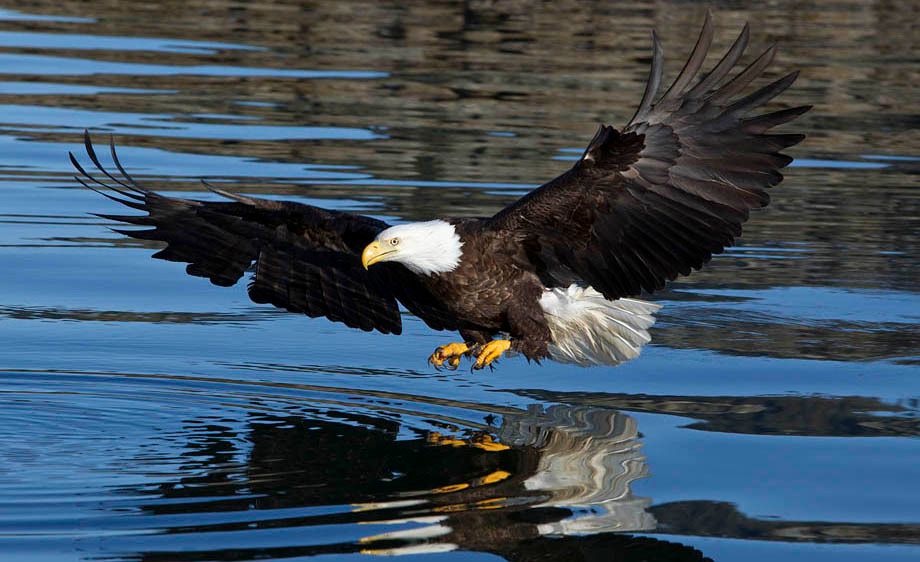Bald Eagle, Alaska