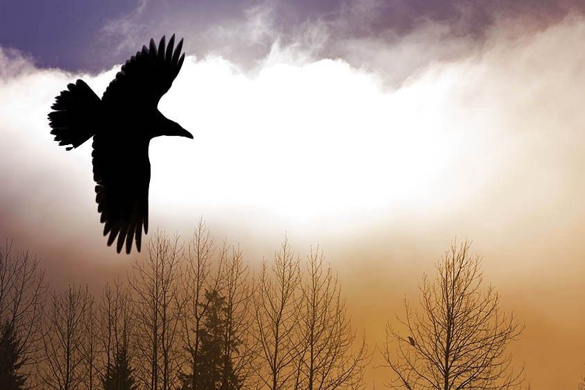Raven Greets the Morning