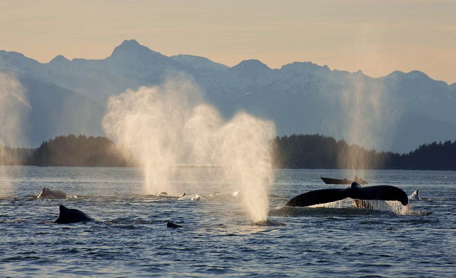Humpback Whales, Alaska, John Hyde