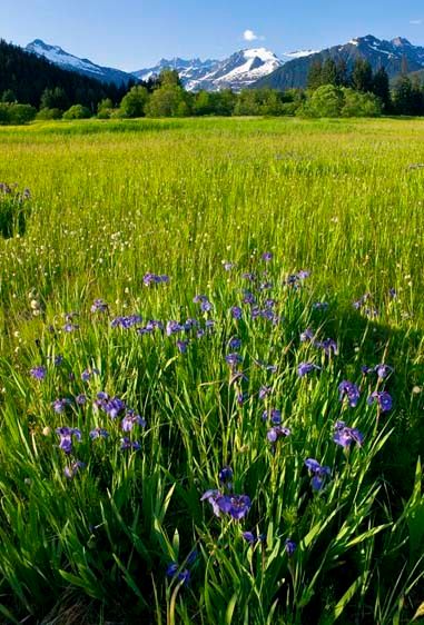 WIldflowers, Alaska