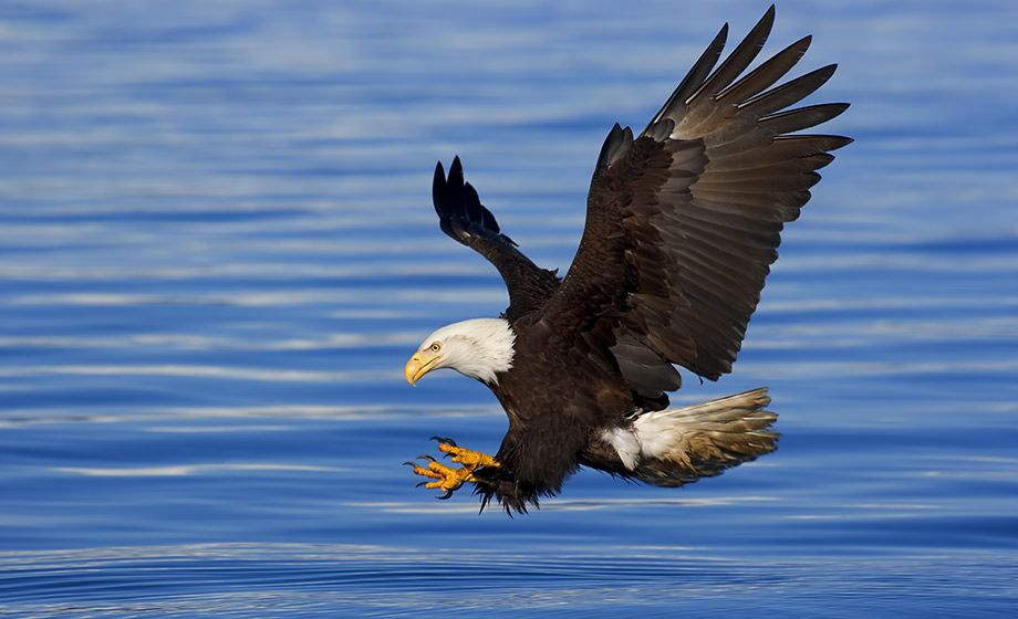 BALD EAGLES_1 - John Hyde