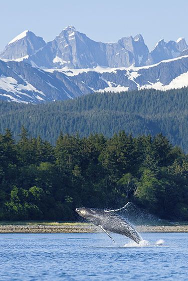 Humpback Whale, Alaska, John Hyde