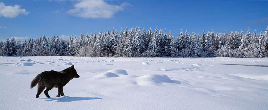 WOLF, ALASKA, John Hyde