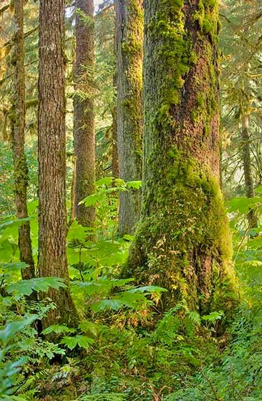 Tongass Forest, John Hyde