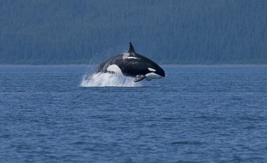 ORCA/ KILLER WHALE, ALASKA